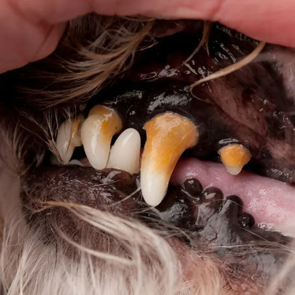Disposable Dental Finger Wipes For Pets
